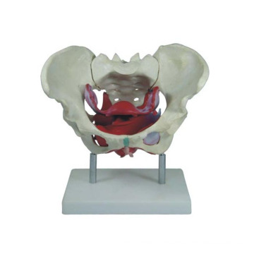 Simulation Medical Education Female Pelvis and Pelvic Floor Muscle Model